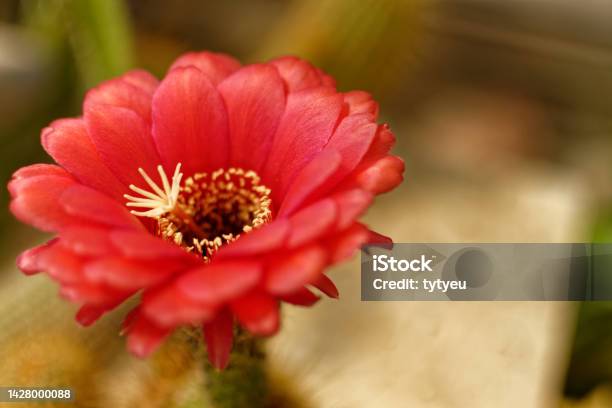 Cactus Red Flower Stock Photo - Download Image Now - Beauty, Beauty In Nature, Blossom