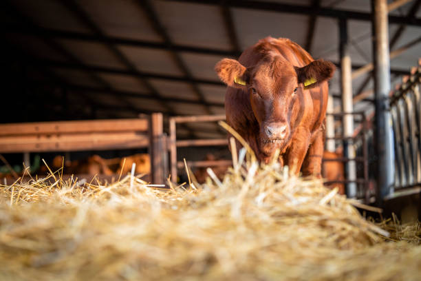 vista a basso angolo del vitello in piedi nella stalla della fattoria. - recinto per animali foto e immagini stock