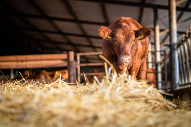 вид под низким углом на теленка, стоящего в коровнике на ферме. - cattle shed cow animal стоковые фото и изображения