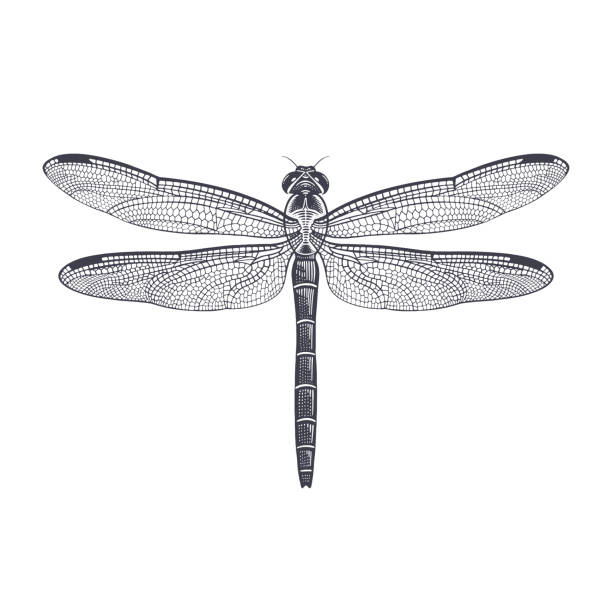 Black and white illustration of Dragonfly isolated. Vector Dragonfly. Vector black and white illustration of insects. Vintage engraving. Flying Adder isolated on White Background. dragonfly stock illustrations