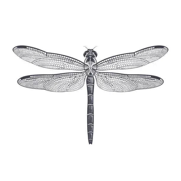 Vector illustration of Black and white illustration of Dragonfly isolated. Vector