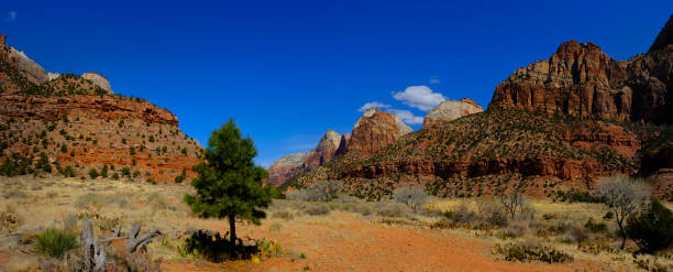 istock Zions National Park Canyon with Pine Tree Blue Sky Cliffs and Cacti Cactus 1428000327
