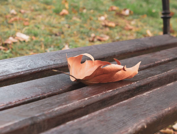 Autumn leaf on a bench. Autumn in the park stock photo