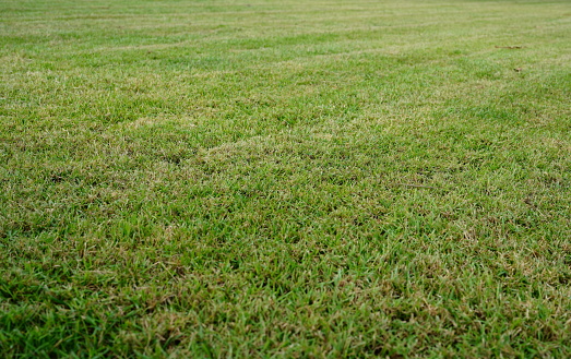 Close up of a southern lawn with thick Bermuda grass growing during the summer months.