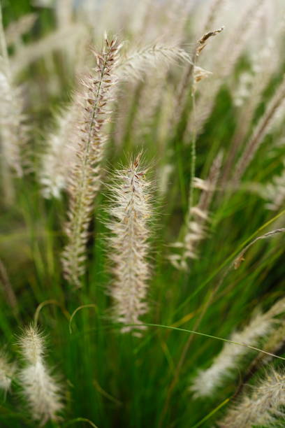 istock Flower grass field in nature 1428003506