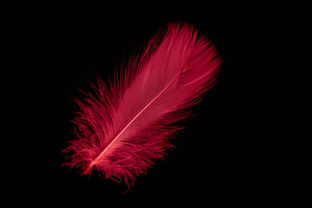 istock a red goose feather on a black isolated background 1428003551