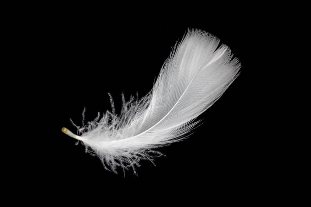 white feather of a goose on a black background