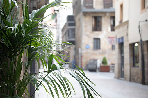 Image of small pal trees in row along street .