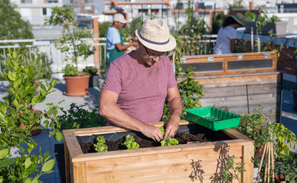 istock Man Planting Vegetables In His Raised Beds On Rooftop 1428003956