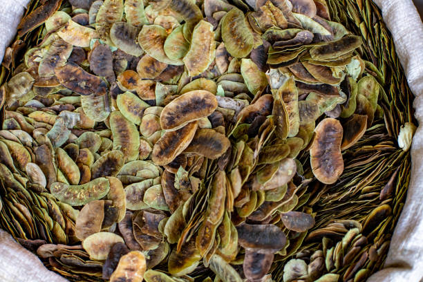 Dried Senna leaves