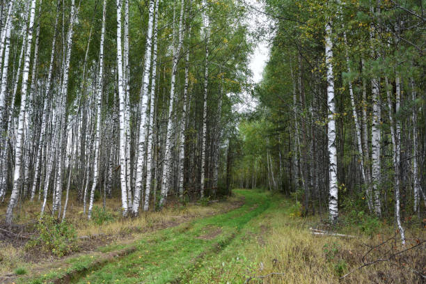 istock Old overgrown forest road among birches. 1428006429