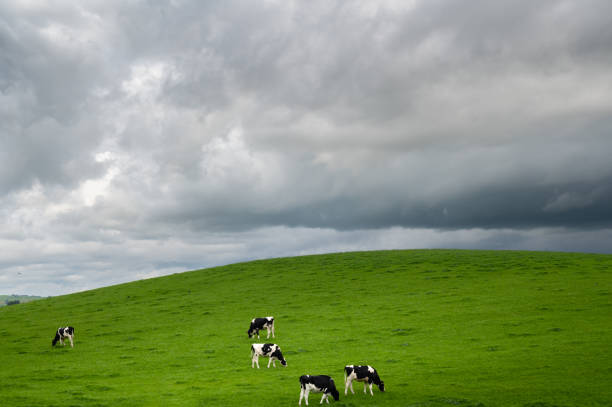 istock Dairy cows grazing in a field in Scotland 1428006776