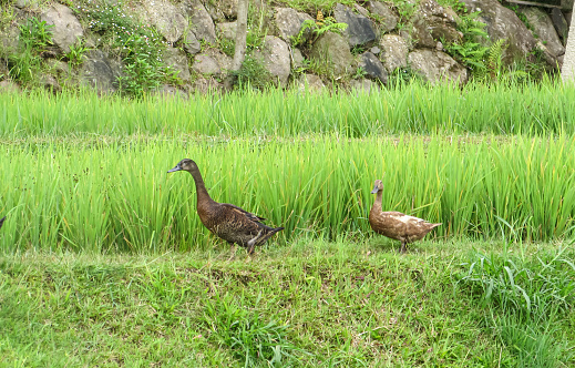 Two ducks walk across a rice field at a family tourism park. Beauty in nature.
