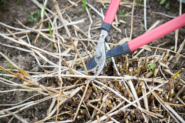 istock Bush cutting by a garden pruner. 1428009859
