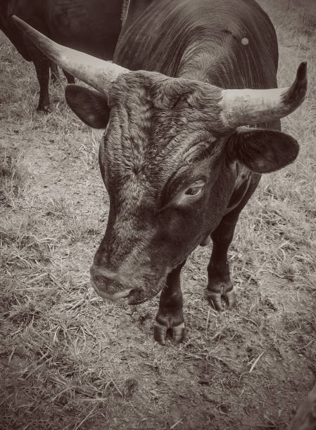 istock Longhorn steers cattle 1428013060