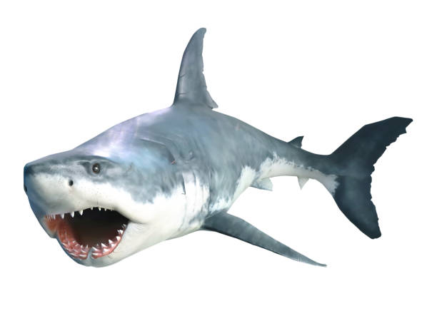 istock Shark with open jaws closeup. Isolated on white. 1428013070