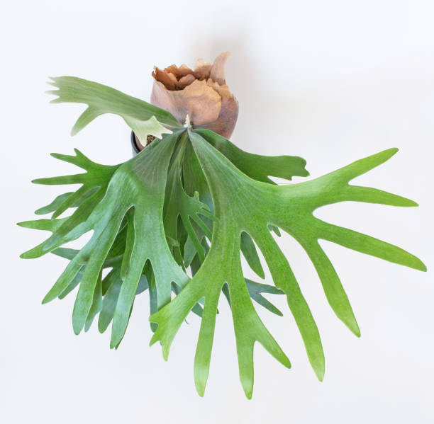 Growing Staghorn Fern from Above View Above view of Growing Staghorn Fern, or Elkhorn Fern, with brown sterile shield isolated on white background. platycerium bifurcatum stock pictures, royalty-free photos & images