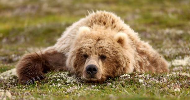 Alaska Peninsula brown bear or peninsular grizzly (Ursus arctos horribilis)