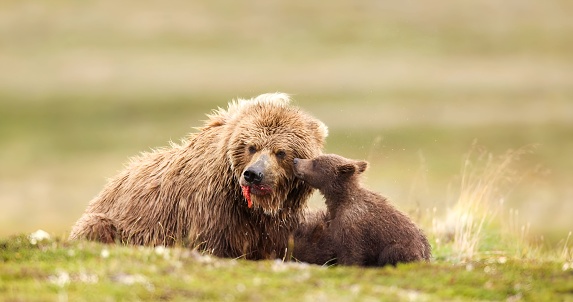 Alaska Peninsula brown bear or peninsular grizzly (Ursus arctos horribilis)