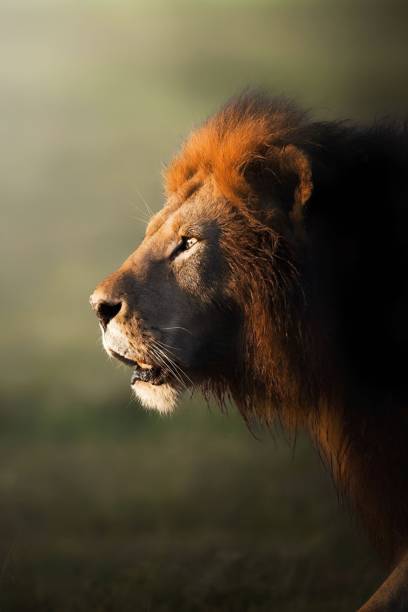 아프리카 남성 사자의 초상화 - lion king 뉴스 사진 이미지
