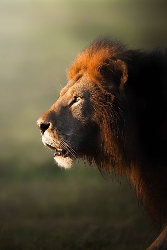 Portrait of African male lion
