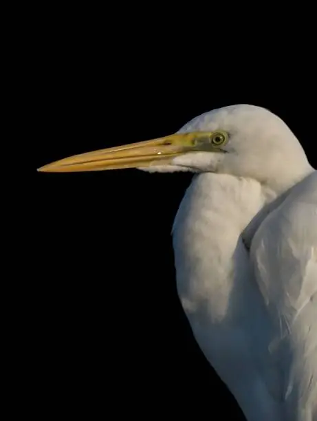 Close up shot of Egret