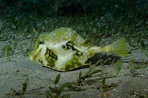 A trunkfish, Lactophrys trigonus, rests on the bottom at night at the Blue Heron Bridge, Florida.