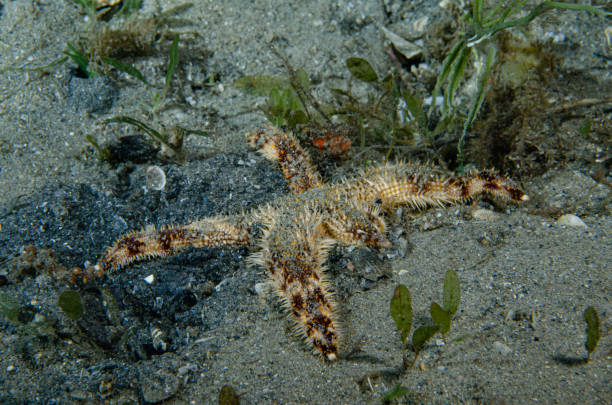 istock Banded Sea Star at Night 1428016447