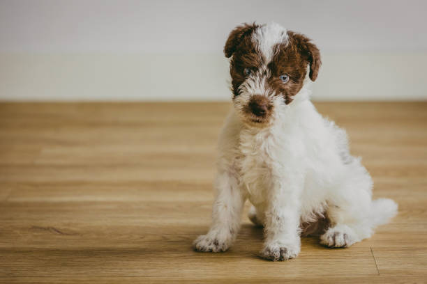 istock Portrait of a Fox Terrier puppy 1428016579