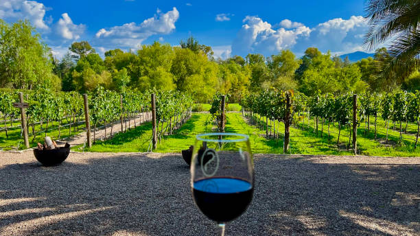 istock Glass of wine against vineyard 1428017122