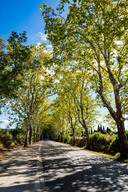 approach to lourmarin, lined by sycamore trees - illuminated vertical shadow focus on shadow imagens e fotografias de stock