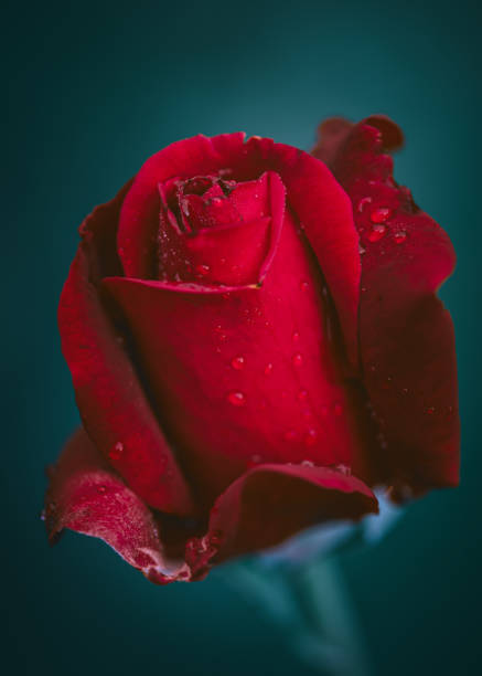 istock red rose with water drops on green backgrond 1428024257