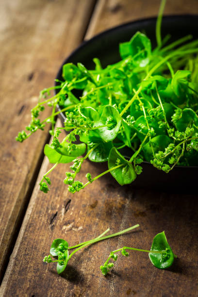 istock Organic Winter Purslane prepared for salad 1428025057