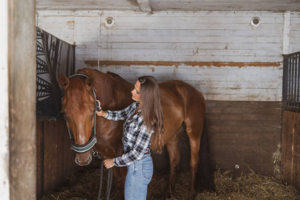 istock Woman brushes her horse in stables 1428025606