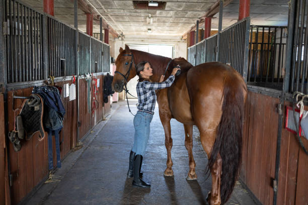 istock Woman brushes her horse in stables 1428025660