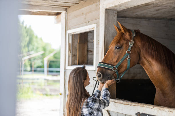 istock Young woman in a stable with her horse 1428026564