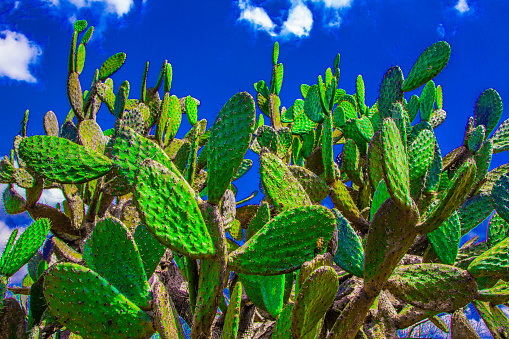 A gorup of green desert cacti against a bright southwest sky in Scottsdale, Arizona, United States
