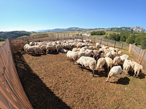 Flock of sheep in a holding pen outdoors with an amazing landscape.