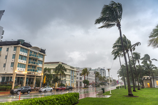 group of tall palm trees waving in wind and residential buildings over stormy sky in Deerfield Beach Florida