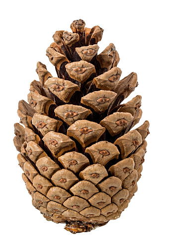cones from coniferous tree isolated on white