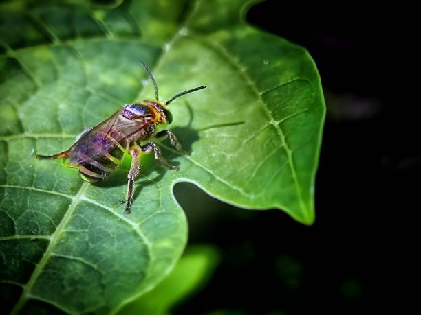 istock A honey bee stand on leaves 1428037688