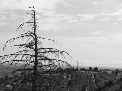 Dead tree with antenna