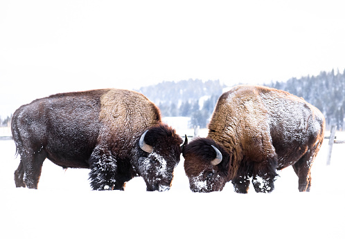 Two bison in the snow