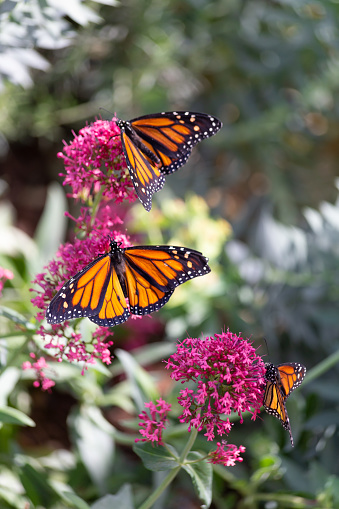Mariposas monarca naranjas y negras Danaus plexippus trepando a lo largo de flores perennes de algodoncillo florece juntas en busca de néctar photo