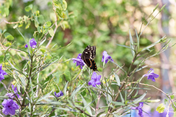 Las Vegas, NV, USA: Close up view. Papilio polyxenes black swallowtail butterfly flaunts delicate spotted wings while gathering nutritious pollen from a purple flower.