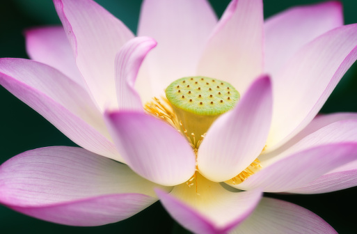 Beautiful blue lotus flower and green leafs.