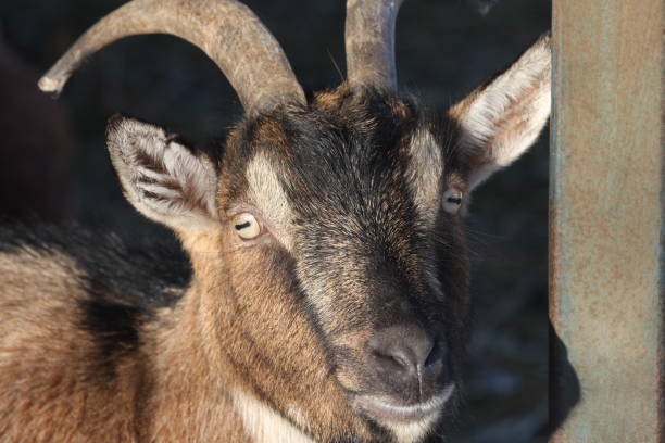 istock Close up of goat head 1428045085