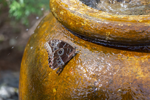 Blue Morpho butterfly perches with wings closed on side of stone water fountain for a drink during warm spring weather