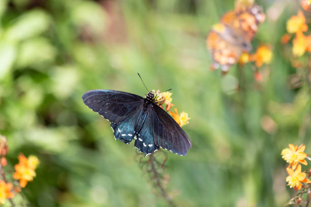 istock Spicebush swallowtail butterfly flutters its deep blue wings while balancing on a flower full of nectar 1428049124