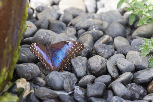 Las Vegas, NV, USA: Close up view. Blue morpho butterfly pauses with wings open atop rounded, gray river stones within the desert botanical garden.